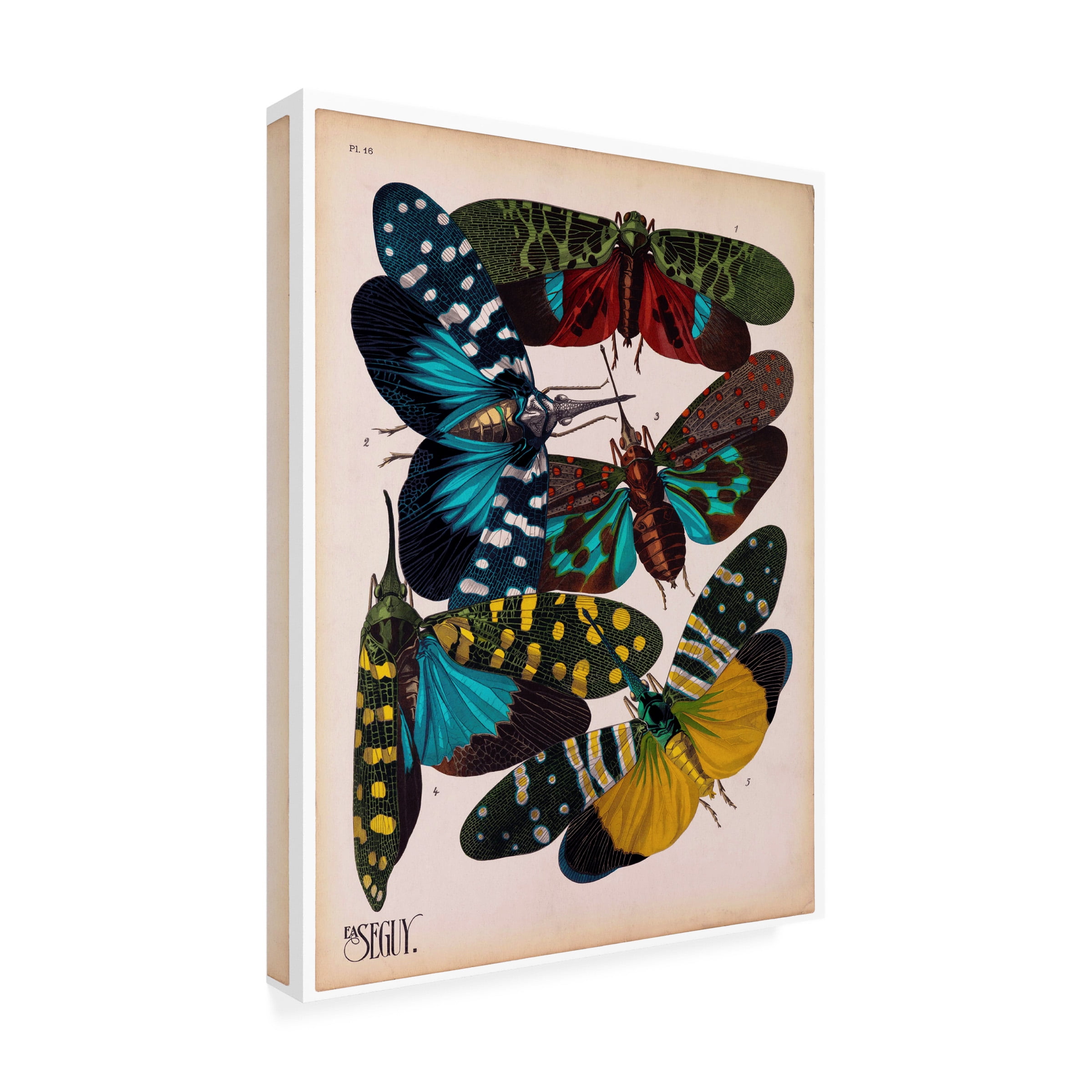 Trademark Fine Art Print Collection Insects Plate 8 Canvas Wall Art - 35x47