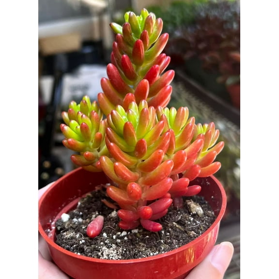 Live Sedum Jelly Bean Plant - Sedum Rubrotinctum Plant - Blue Jelly Bean Plant - Jelly Bean Plant - Many Fingers Plant - Silver Jelly Beans Plant - Succulent Beans Plant - 4 Inch Pot