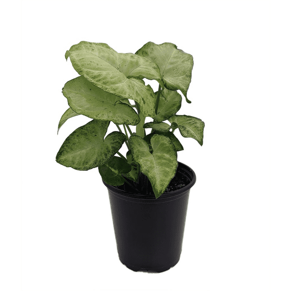 White Butterfly Arrowhead Plant - Syngonium - Nepthytis - 3.5" Pot