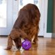 thumbnail image 4 of Juguete Interactivo para Perros Planet Dog Orbee-Tuff Mazee Púrpura con Dispensador de Premios, 4 of 9