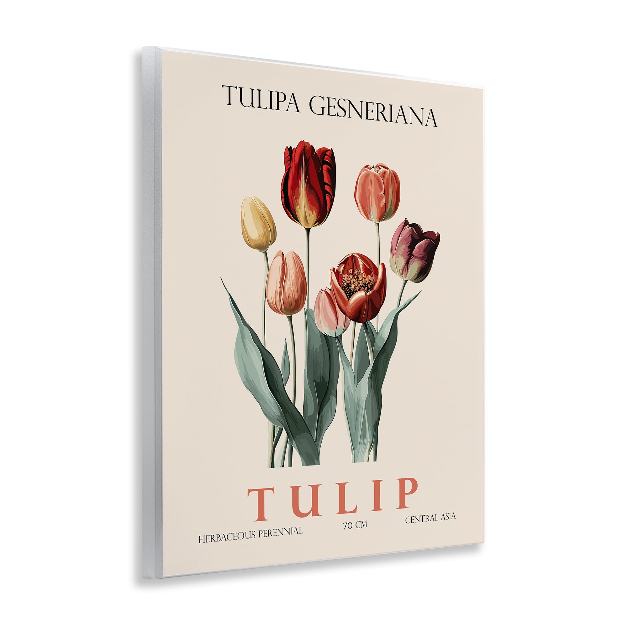 Stupell Industries Natural Tulip Bundle Wall Plaque Art, design by Christopher Giampietro