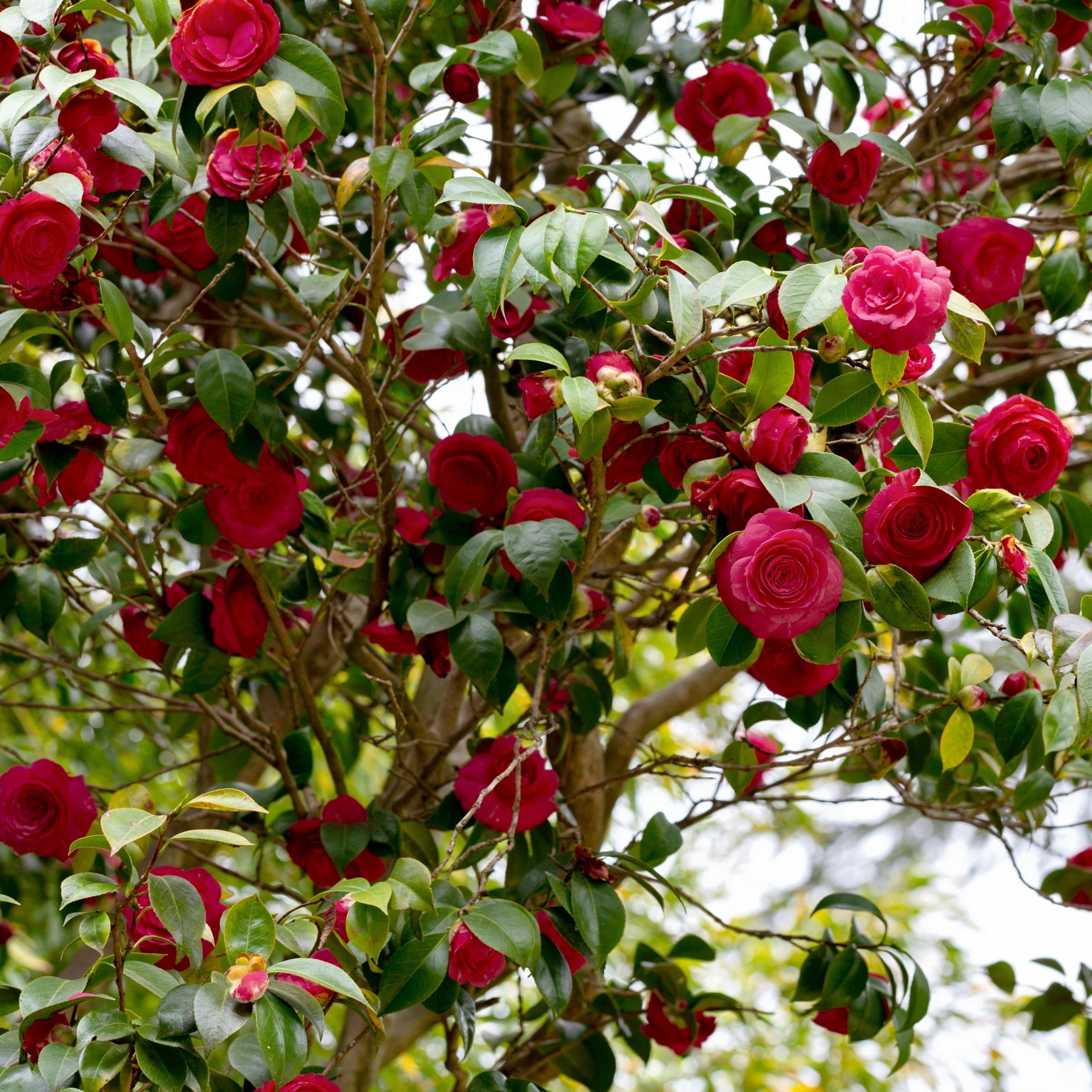 National Plant Network 3 gal. Camellia Black Magic Live Shrub