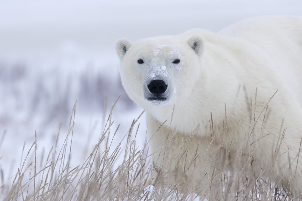 Polar bear (ursus maritimus) walking through the snow and blizzard near