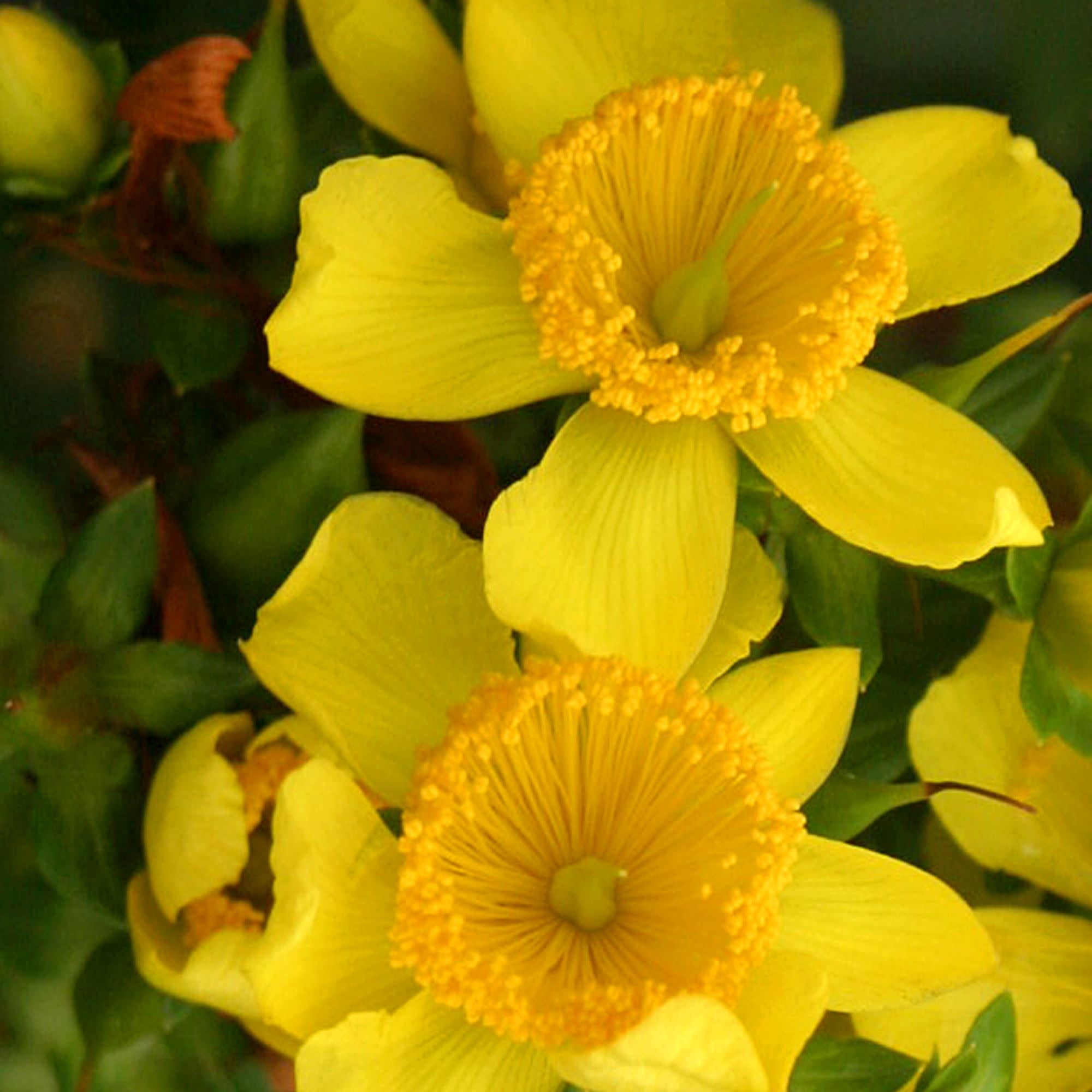 Proven Winners ColorChoice 5" Yellow Sunny Boulevard St. John's Wort Live Plant in 4.5" Pot (4 Count)