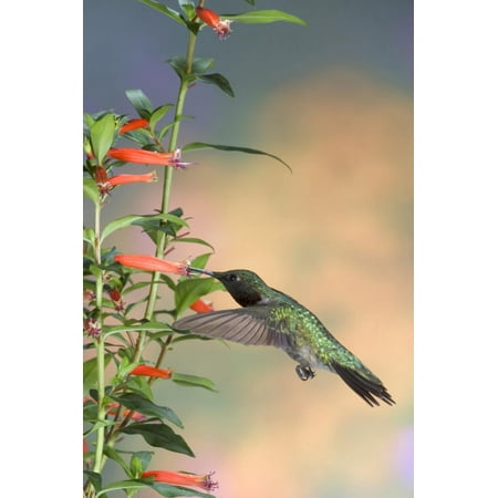 Hummingbird Outdoor Wall Art (Ruby-Throated Hummingbird Male on Cigar Plant, Marion County, Illinois Print Wall Art By Richard and Susan)