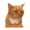 B, variant on Cute Cat Expression Waterproof Stickers for Cups, Notebooks, Phone Cases - Kids Decor