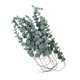 thumbnail image 4 of 36pcs Eucalyptus Stems Lifelike Artificial Green Eucalyptus Leaves Stems 14.1in Fake Eucalyptus for Wedding Bouquet Home Decor, 4 of 5