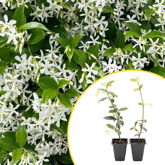2 Star Jasmine Plants in 3.5 Cubes | Live Fragrant Evergreen Climbing Vine with White Flowers | Fast-Growing Glossy Perennial for Trellises, Containers & Landscaping (Trachelospermum jasminoides)