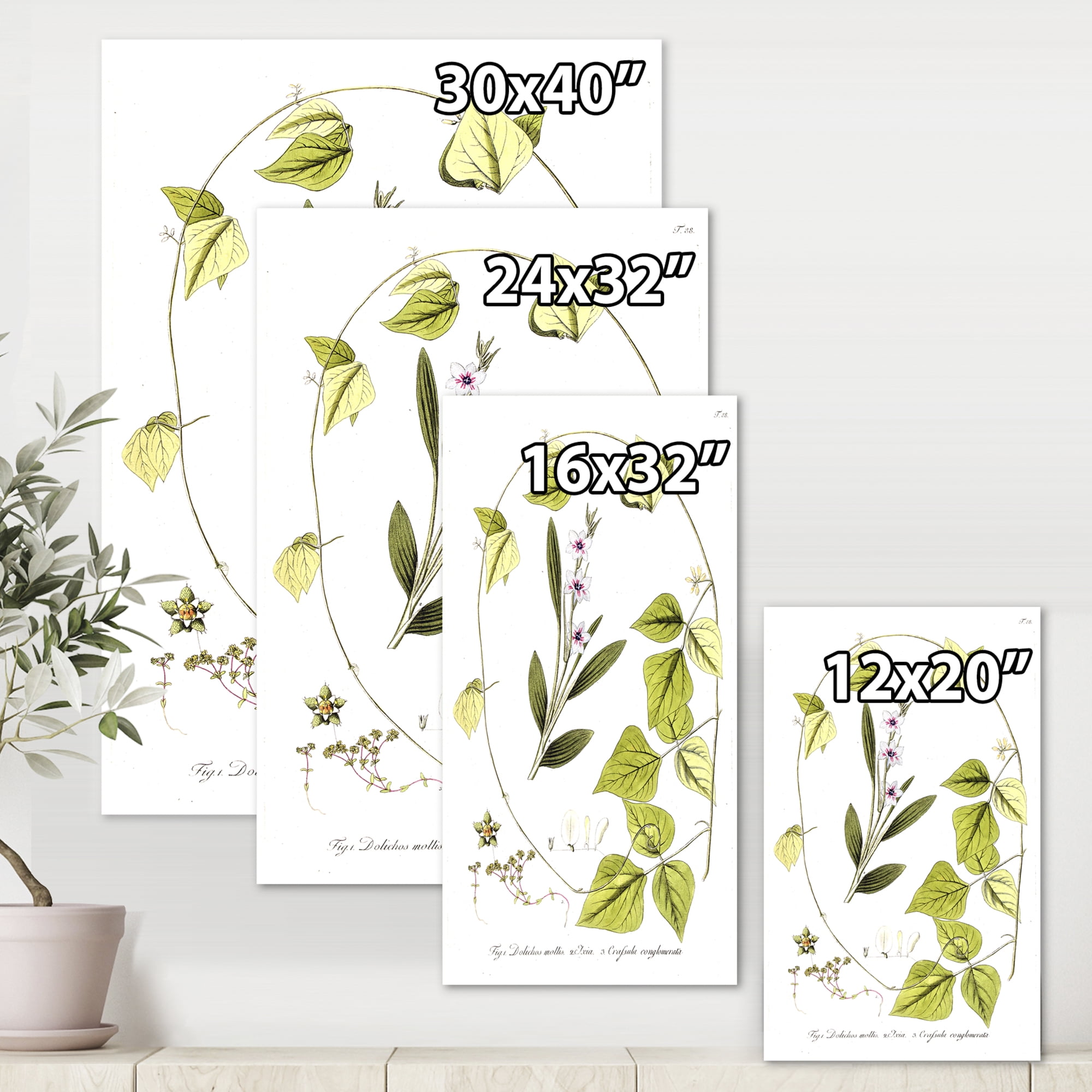 Designart ' Ancient Botanicals XXI ' Traditional Canvas Wall Art Print