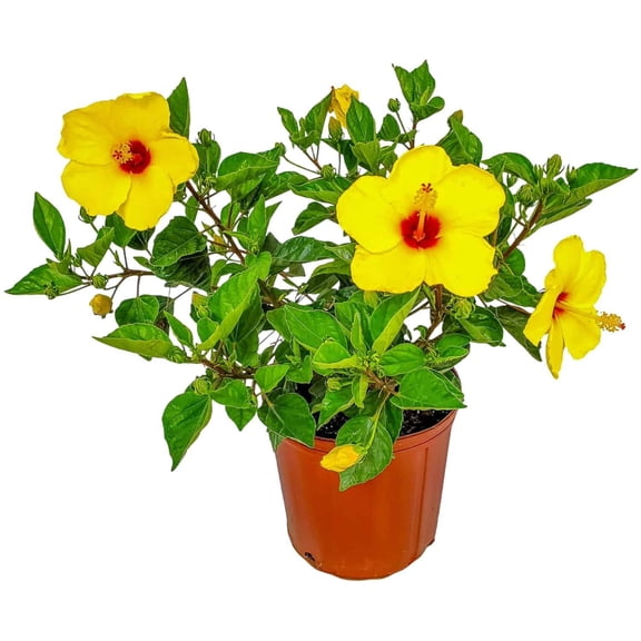 Tropical Plants of Florida 22" to 26" Yoder Yellow Hibiscus Plant with Red Throat; Full Sunlight, Flowering Plant