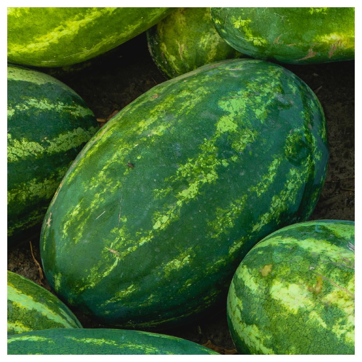 Everwilde Farms - 1 lb All Sweet Watermelon Seeds - Gold Vault Bulk Seed Packet