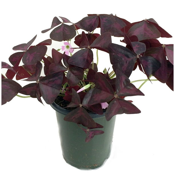 Rare Purple Rain Shamrock Plant Easy Houseplant Oxalis Francis 4 Pot Walmart Com Walmart Com