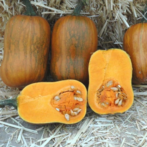 Harris Seeds Honeynut Squash, Mini Butternut Variety for Garden Growing, Treated, 25 Count