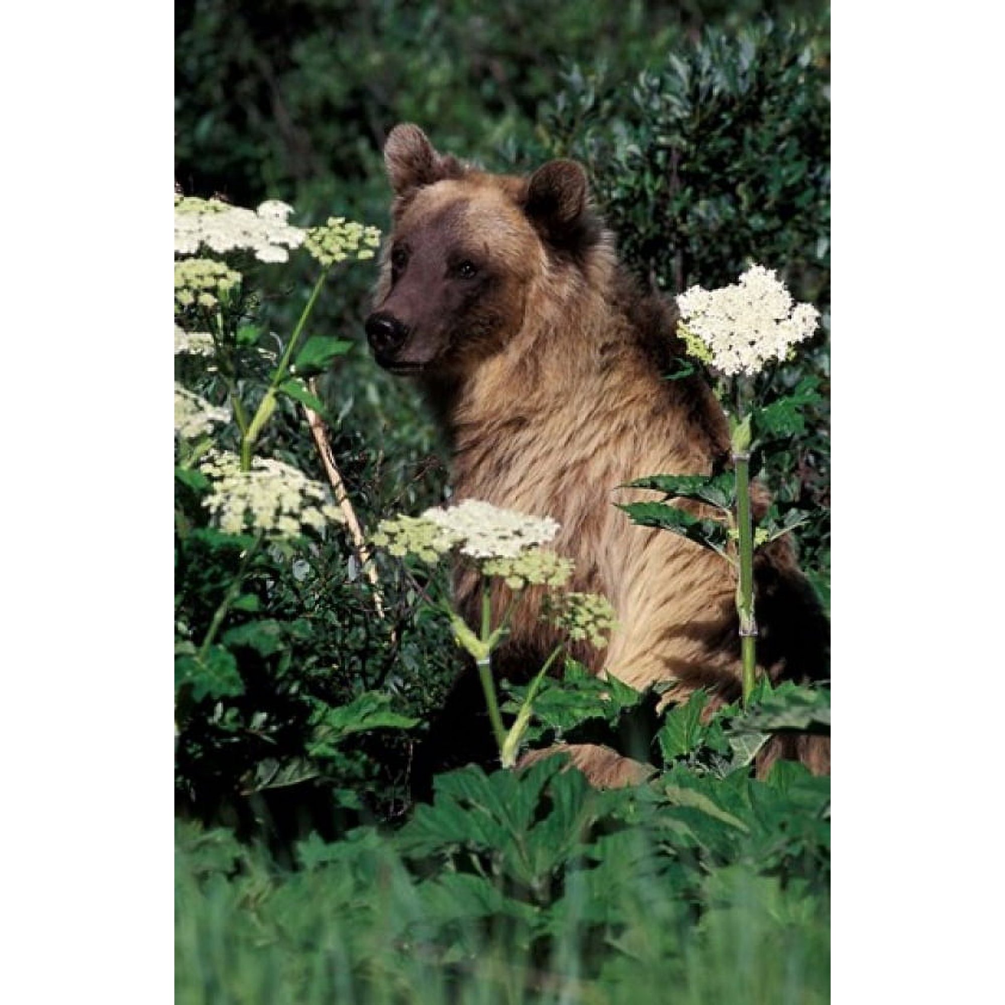 Grizzly Bear in Canada Canvas Art - Gavriel Jecan DanitaDelimont (18 x 27)