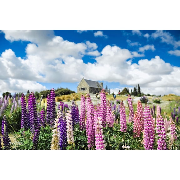 Seedville 75 Russell Lupine Flower Seeds, Mixed Colors & Attracts Pollinators