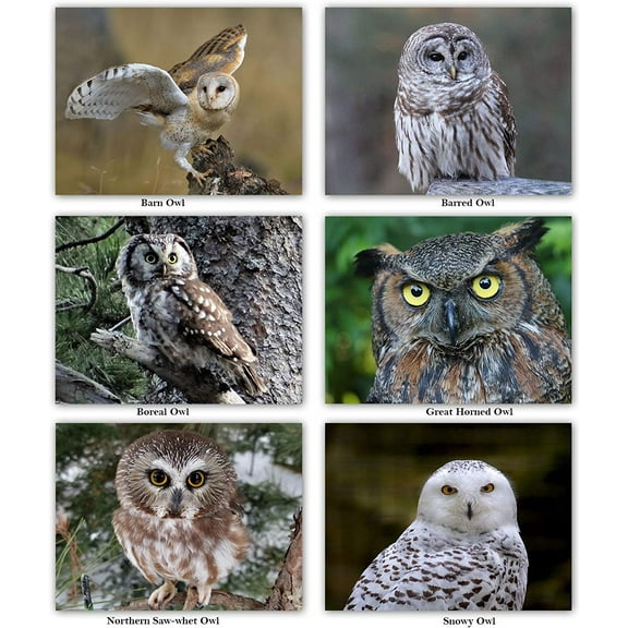 Small World Greetings Owl Notecards with Identification on Back 24 Count - Blank Inside with Envelopes - A2 Size (5.5”x4.25”)