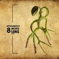 thumbnail image 4 of Bendable Bowtruckle, 4 of 5