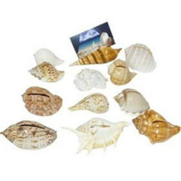 U.S. Shell 08017 Shell Cardholders - 6 Piece