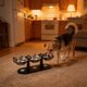 thumbnail image 5 of Soporte de madera para comederos de mascotas con cuencos inclinados: comedero elevado para gatos y perros, base de madera maciza antideslizante para una fácil limpieza., 5 of 6