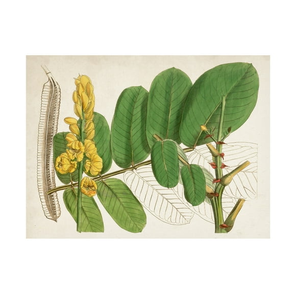 Curtis 'Tropical Foliage and Fruit II' Canvas Art