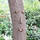thumbnail image 4 of Estatua al aire libre con cara de árbol, anciano abrazando el árbol, corteza, mueca, característica facial, decoración, 4 of 5