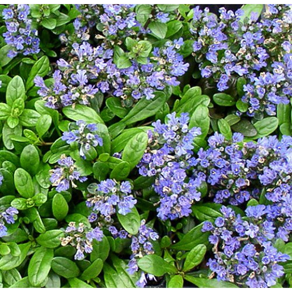 Mint Chip Ajuga Carpet Bugle 4 Plants 1 3/4" Pots Hardy