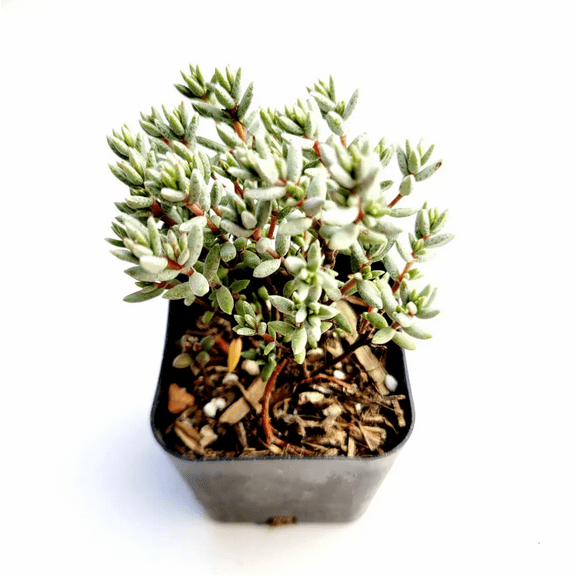 Crassula Biplanata Succulent Live Plant 2 Inch for Indoor Outdoor Home Office Garden Decor