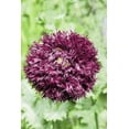 thumbnail image 4 of 250 Seeds BLACK Swan PEONY POPPY Papaver Somniferum Dark Burgundy Double Flower Seeds, 4 of 4