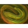 thumbnail image 1 of Ahgly Company Machine Washable Indoor Rectangle Transitional Dark Yellow Green Area Rugs, 7' x 10', 1 of 7