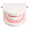 thumbnail image 3 of Enseñanza de dientes estándar Modelo de dientes gigantes Extracciones de educación médica Sywqhk Cuidado Belleza, 3 of 3