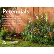 Expert Gardener Qt Leucanthemum