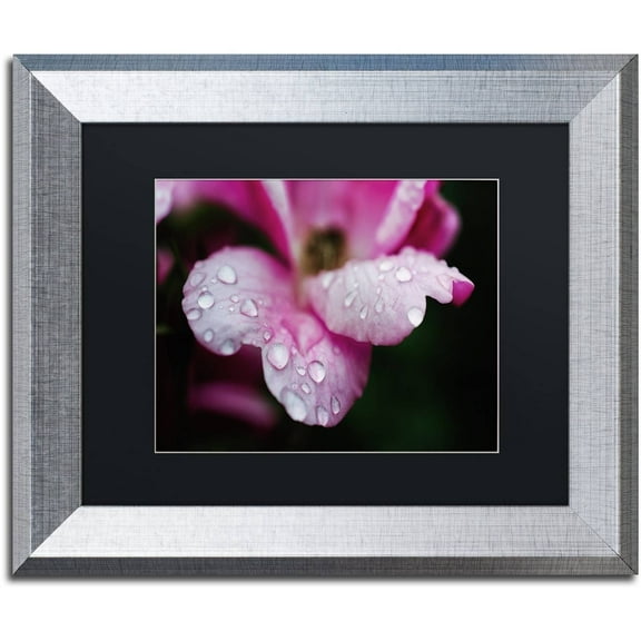 Trademark Fine Art 'Raindrops on Wild Rose Color' Canvas Art by PIPA Fine Art, Black Matte, Silver Frame