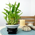 NW Wholesaler, 2 Tier Tower Live Lucky Bamboo Indoor House Plant for