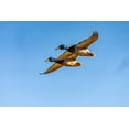 thumbnail image 2 of Jaynes Gallery 14x11 Gold Ornate Wood Framed with Double Matting Museum Art Print Titled - USA-New Mexico-Bosque del Apache National Wildlife Refuge-Mallard drakes in flight, 2 of 4