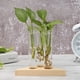 thumbnail image 1 of Jarrón de terrario, planta hidropónica, bonsái, marco de madera, maceta, decoración para el hogar y la Oficina, 1 of 5