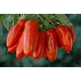 thumbnail image 4 of Poivre de Tomate Sans Ogm, 4 of 5