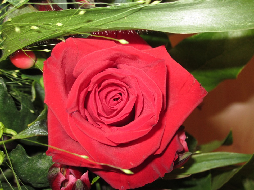 Rose 10