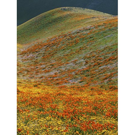 Wildflowers, Tehachapi Mountains, California, USA Print Wall Art By Charles (Best Places To See Wildflowers In California)