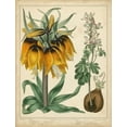 thumbnail image 2 of Edwards, Sydenham 12x14 White Modern Wood Framed Museum Art Print Titled - Golden Crown Imperial, 2 of 4