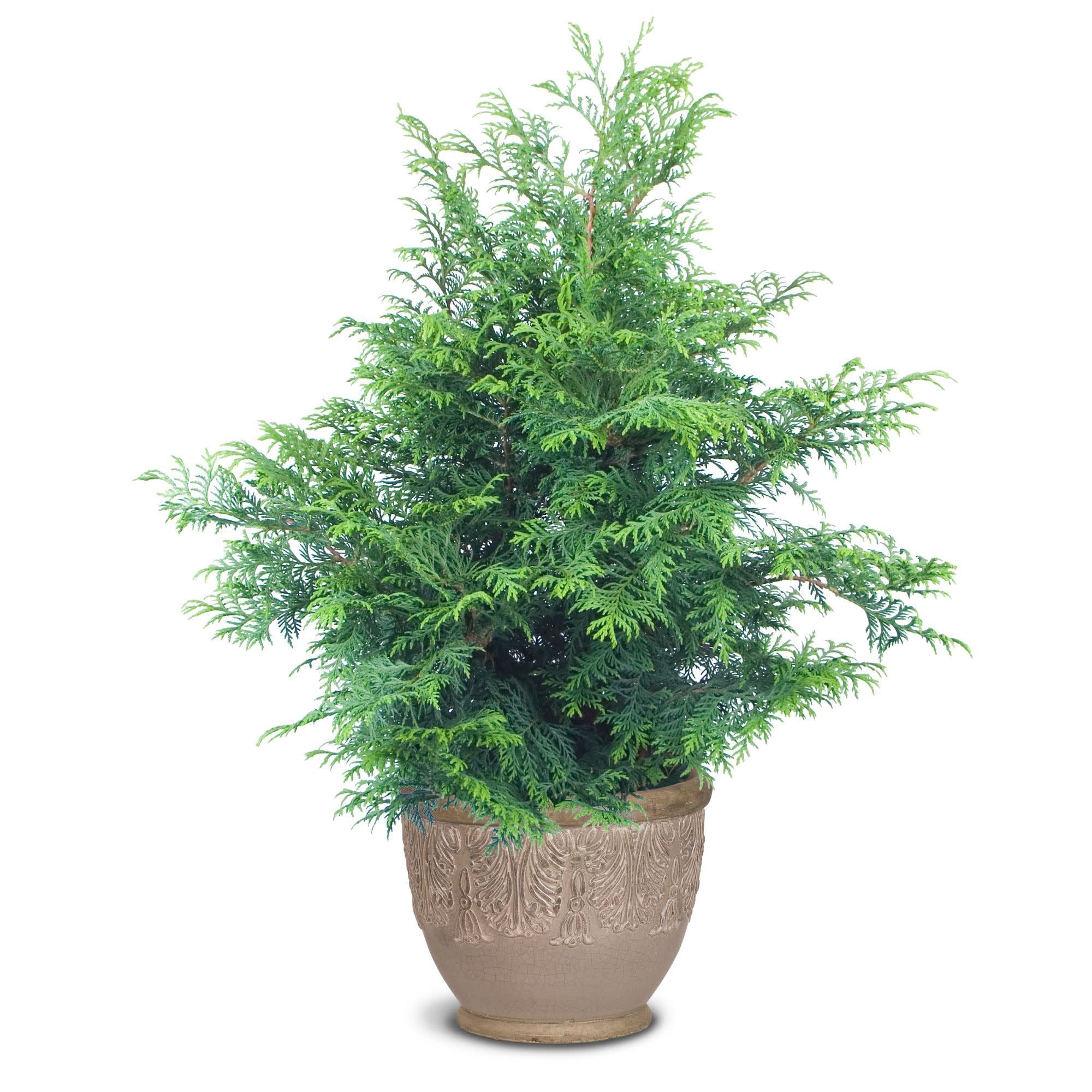 Proven Winners ColorChoice 5" Soft Serve False Cypress Live Plant in 4.5" Pot (4 Count)