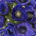 thumbnail image 3 of Anemones 300 Stems of Blue Farm Direct Fresh Cut Flowers by Bloomingmore, 3 of 6