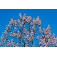 thumbnail image 5 of 400 Royal PAULOWNIA EMPRESS TREE Tomentosa Flower Seeds, 5 of 9