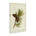 thumbnail image 3 of Stupell Industries Cottage Fir Tree Cones Canvas Art, 24 x 36, by Tina Higgins Designs Inc., 3 of 8