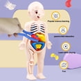 thumbnail image 2 of Visland 1 Set Human Body Model Bright Color Interesting Realistic Boys Girls Educational Learning Organ Assembled Toy Family, 2 of 7