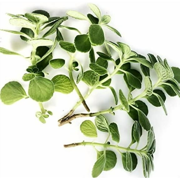 Vicks Plant (Plectranthus tomentosa) Organic Cuttings - 10 Cuttings by Smoke Camp Crafts - Highly Fragrant Houseplant