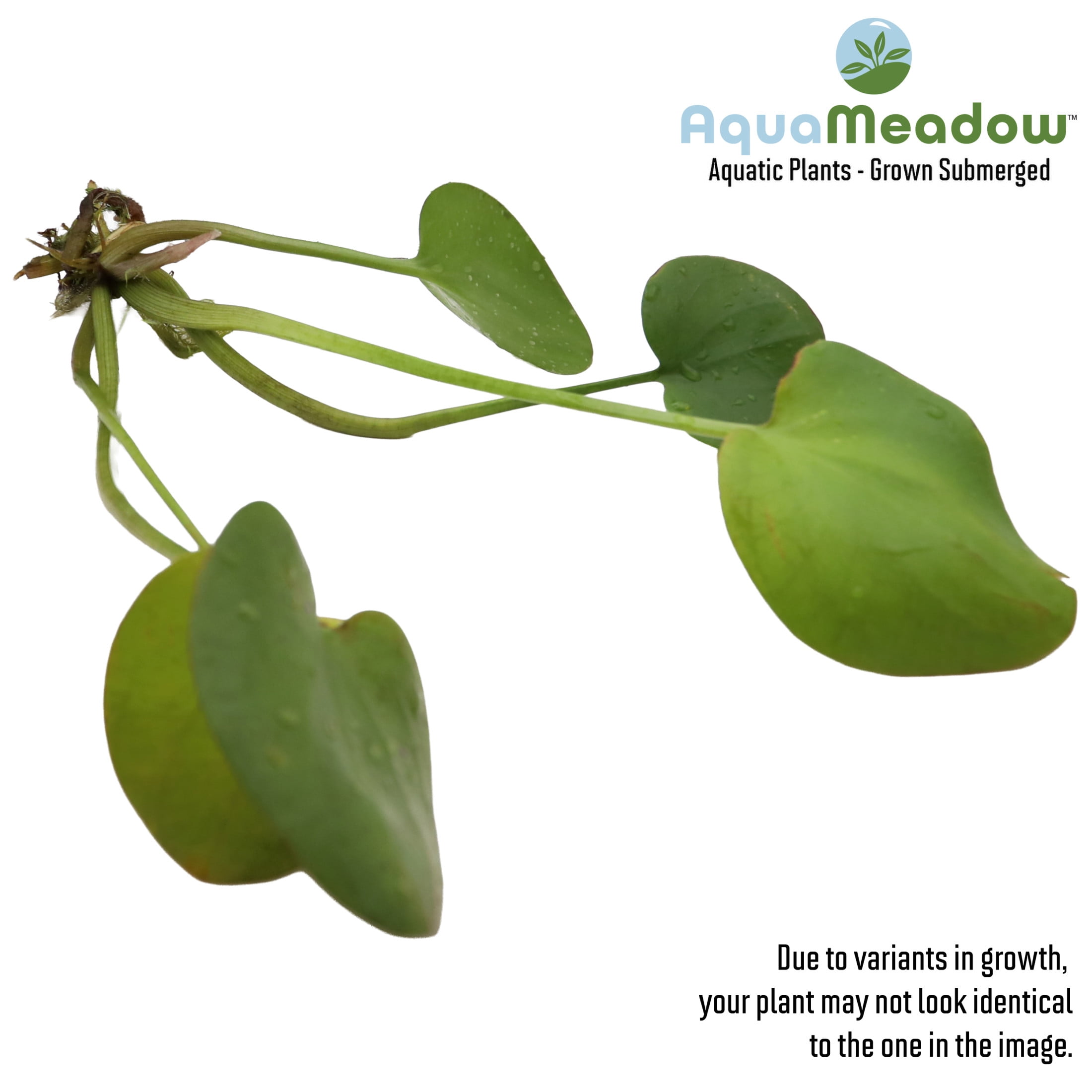 AquaMeadow Frogbit Surface Plant 3ct
