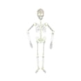 thumbnail image 2 of Luminous Skeleton Skeleton Body Horror Halloween House Tricky Props Halloween House Courtyard Home Scene Tricky Horror Props, 2 of 8