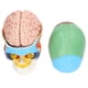 thumbnail image 4 of Modelo de cerebro humano, 5 partes de anatomía cerebral Modelo de PVC Funciones cerebrales Modelo Anatomía humana para nios Estudio de neurociencia Aprendizaje Estudio de estudio ANGGREK  Otros, 4 of 9