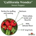 thumbnail image 5 of Burpee California Wonder Sweet Pepper Vegetable Seed, 1-Pack, 5 of 6