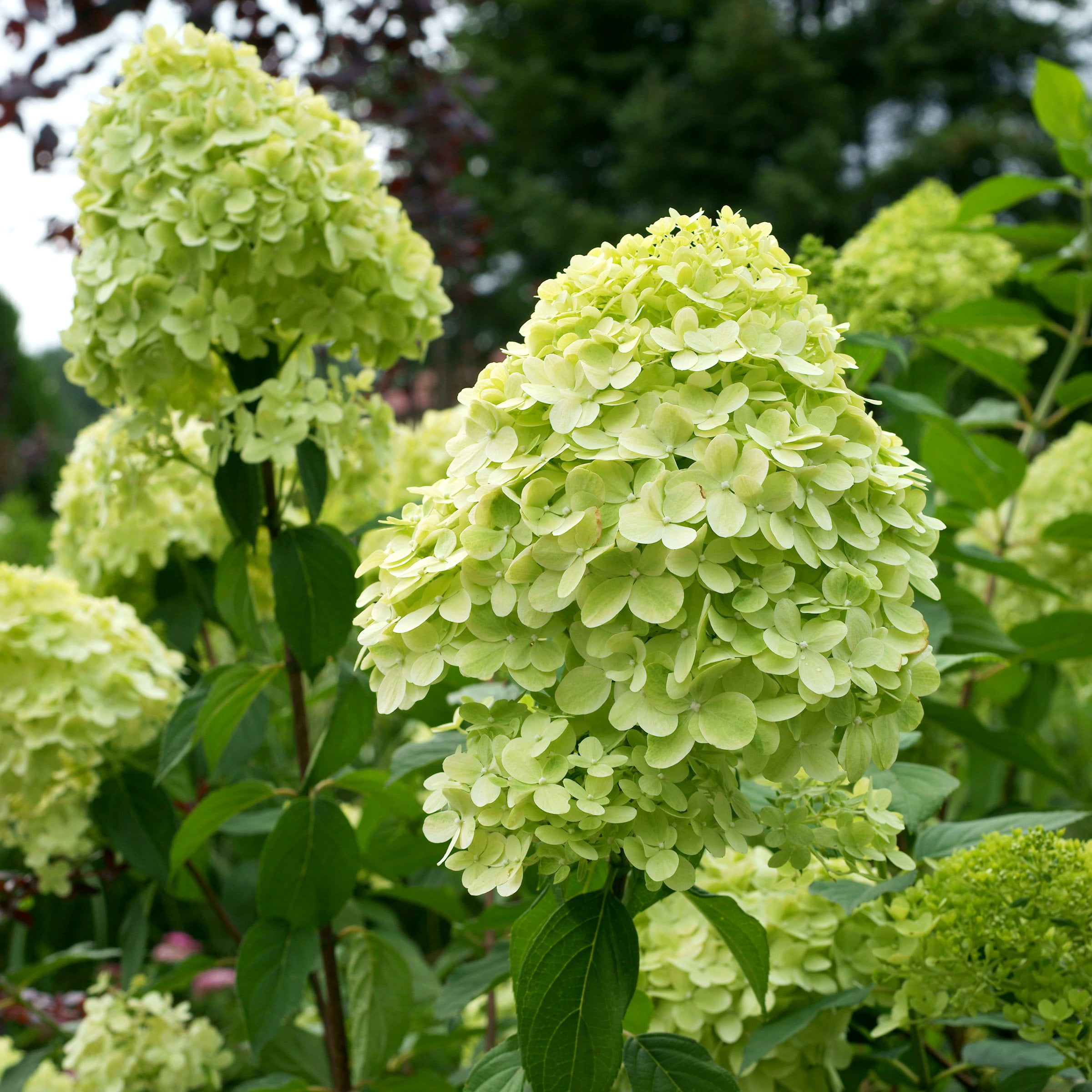 National Plant Network 2 gal Live Tree Hydrangea 'Limelight'